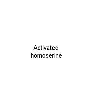 Activated homoserine